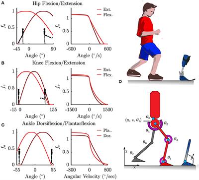 Optimal Control Based Stiffness Identification of an Ankle-Foot Orthosis Using a Predictive Walking Model